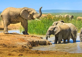 Safari