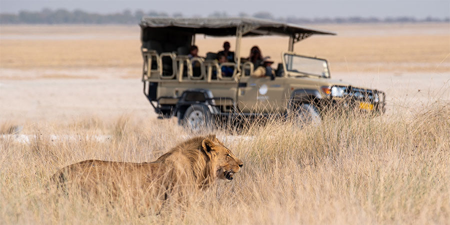 Safari